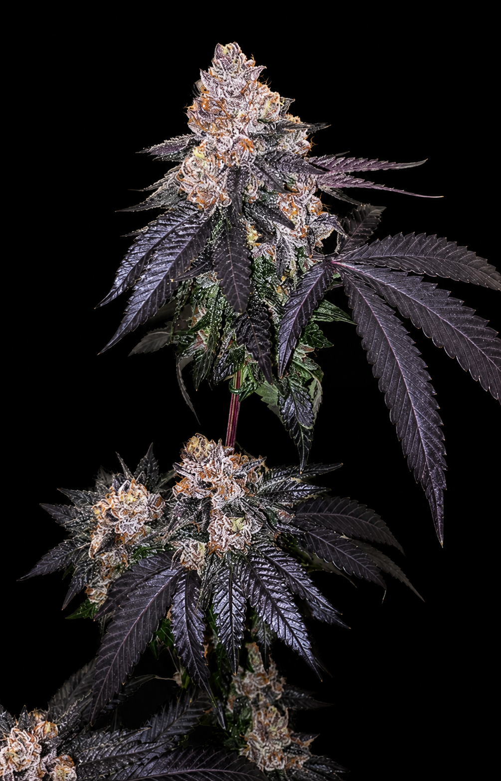 CRUNCH BERRIEZ