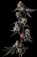 GALACTIC WARHEADZ