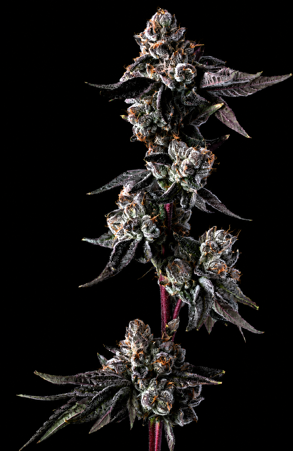 GALACTIC WARHEADZ