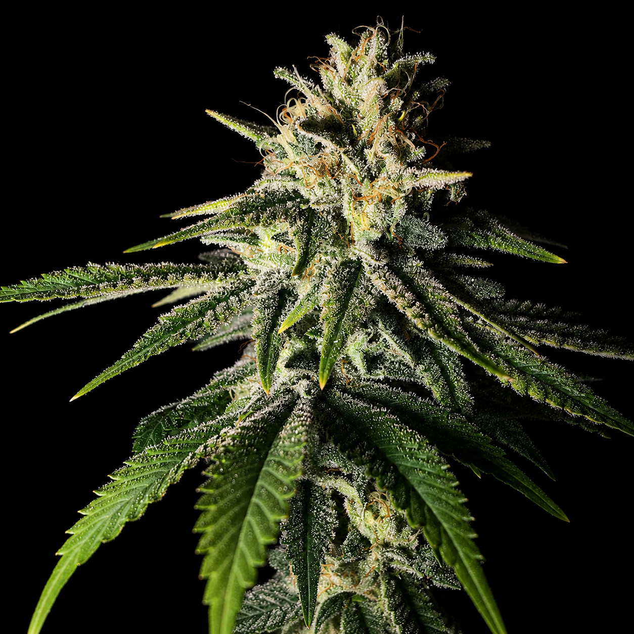 GHOST OG