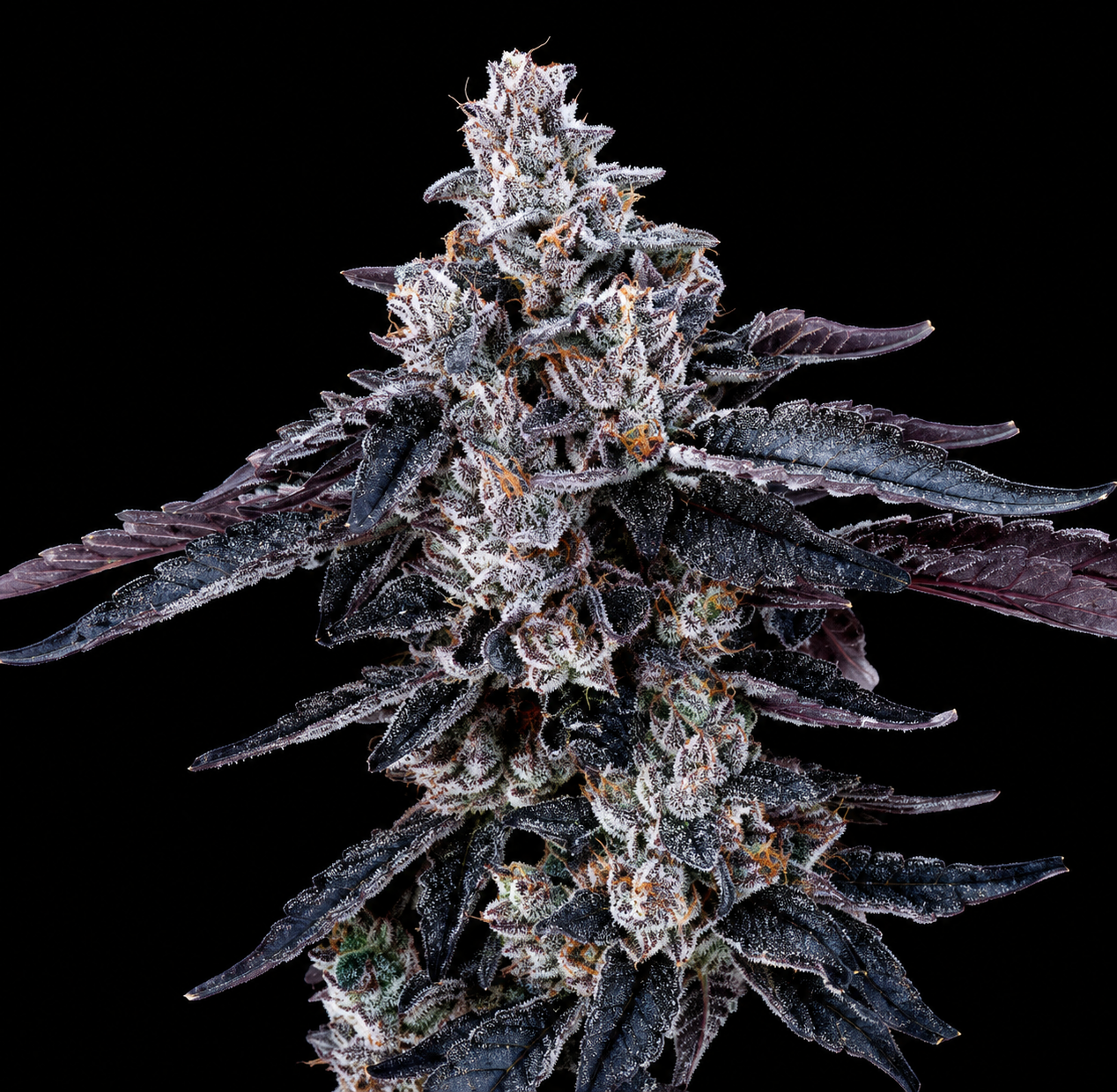 SHERB CREAM PIE
